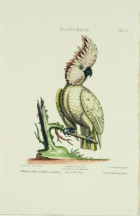 Le Grand Cacatua (The Greater Cockatoo)