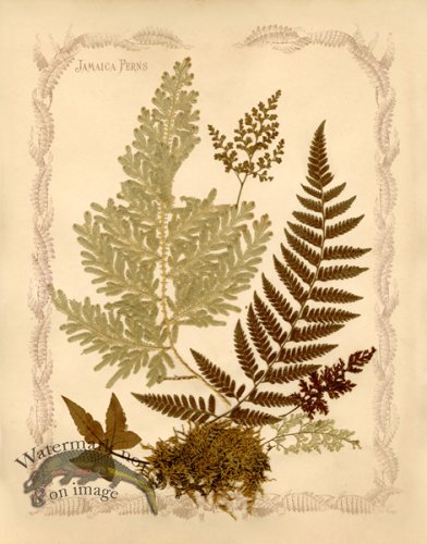 (image for) Jamaican Fern 2oc