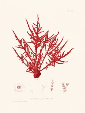 Bradbury Seaweed 112