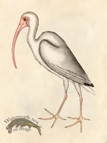 (image for) White Ibis - Tribute Bd 24