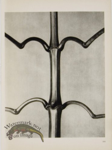 (image for) Blossfeldt T 111