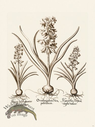 (image for) Besler 044 B1