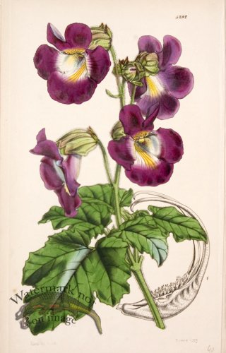 (image for) Cbms_0086