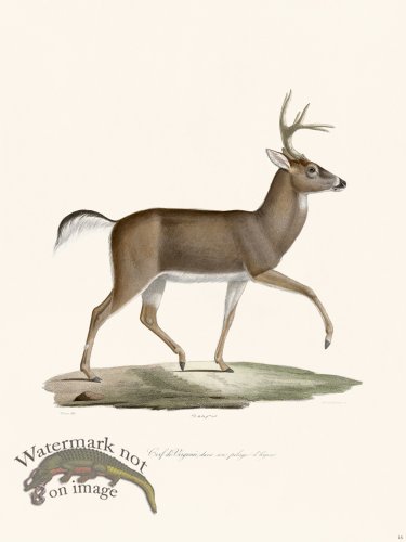 Cuvier 015 Virgina Deer