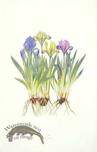 (image for) Dykes Iris 21