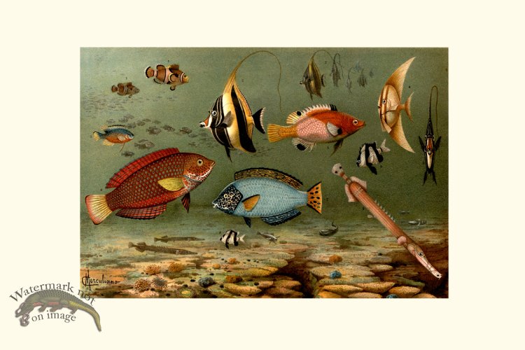 (image for) Underwater 37