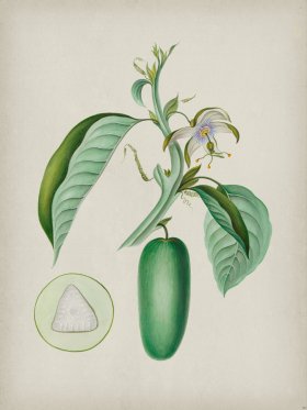 Andean Botanicals 010