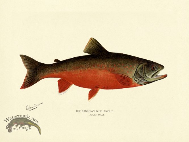 (image for) Trout - Canadian Red Male