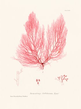 Bradbury Seaweed 117