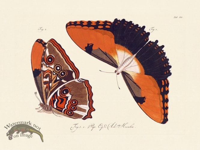 (image for) Jablonsky Butterfly 021