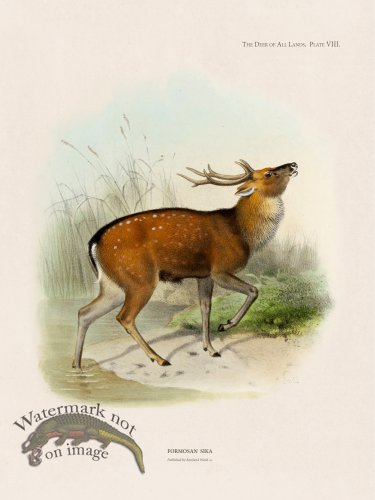 (image for) Lydekker Deer 08
