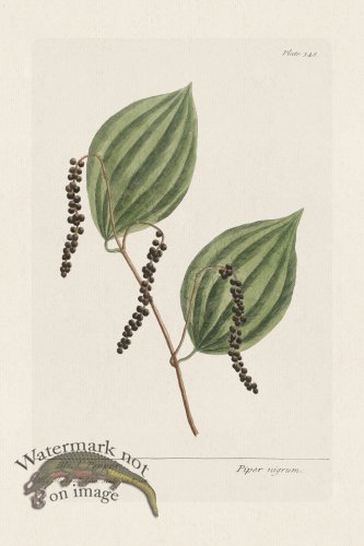 (image for) BEE 348 Black Pepper