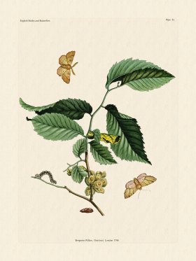 Wilkes Butterflies 051