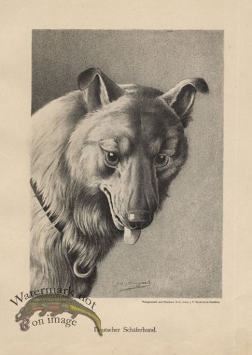 (image for) 1890s Dogs 34