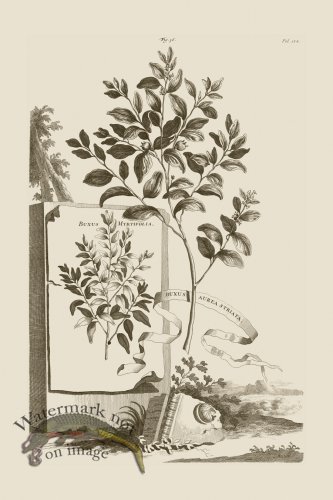 (image for) Abraham Munting 036