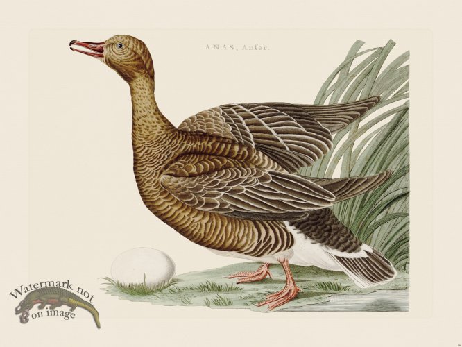 (image for) Nozeman Bird 086