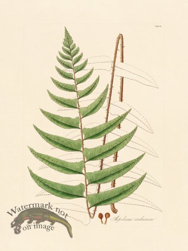 (image for) Hooker Fern 06