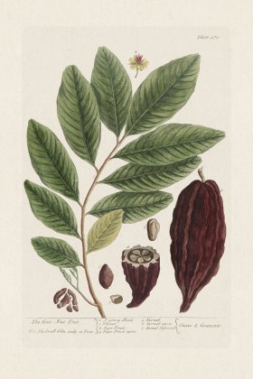 BEE 373 The CocoNut Tree