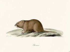 Cuvier 282 Schermaus