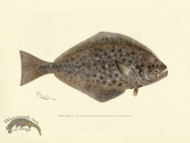 Halibut
