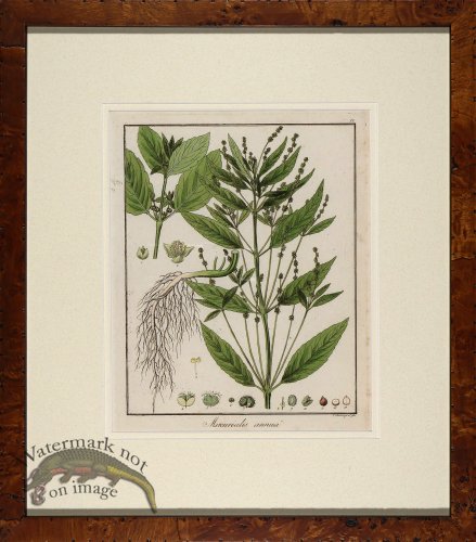 (image for) Hayne\'s Botanical in Burl 03