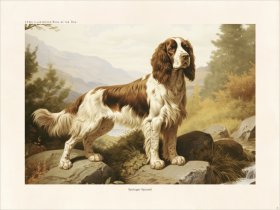 CFA Dog Britany Spaniel 03