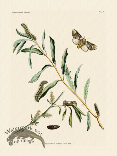 (image for) Wilkes Butterflies 080