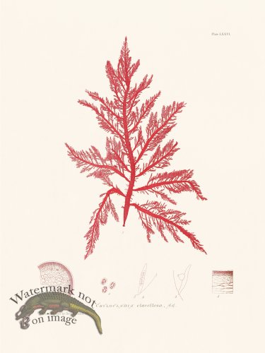 (image for) Bradbury Seaweed 076