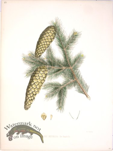(image for) Lawson Pine Cone 24