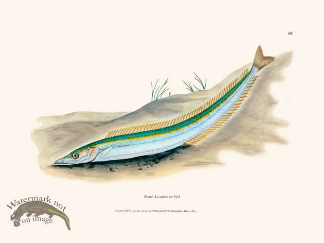 (image for) 068 Sand Launce or Eel