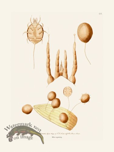 (image for) 064 Mite Vegetating