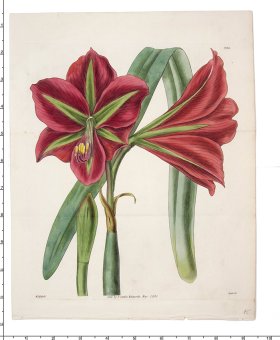 Curtis Botanical 091