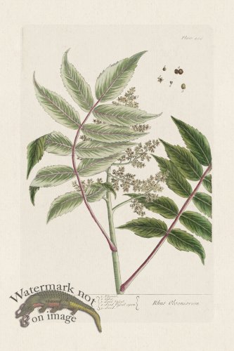 (image for) BEE 486 Sumach