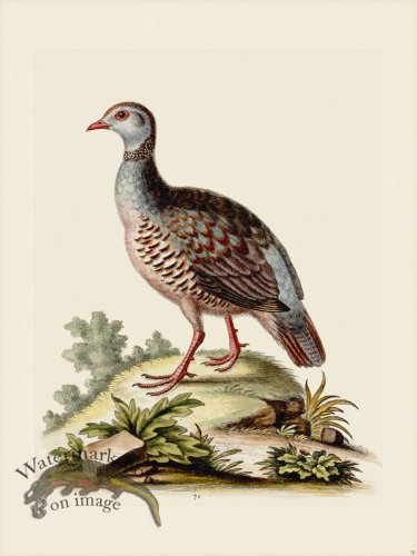 (image for) Edwards 070 Red -leggd Partridge