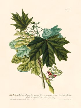 Trew Botanical 91
