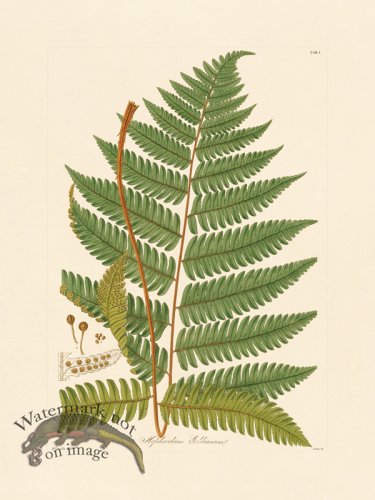 (image for) Hooker Fern 01