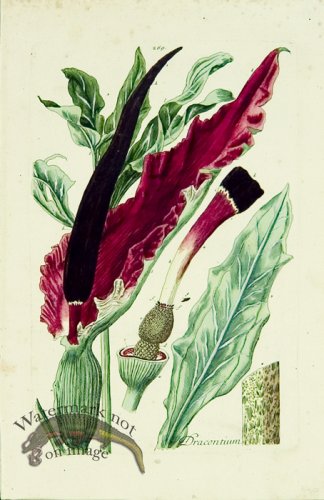 Blackwell German 169