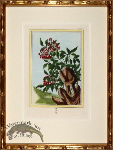 (image for) Buchoz Botanicals in Bamboo 08