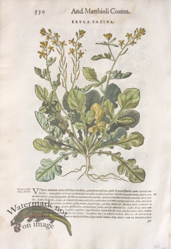 (image for) WB Botanicals 24