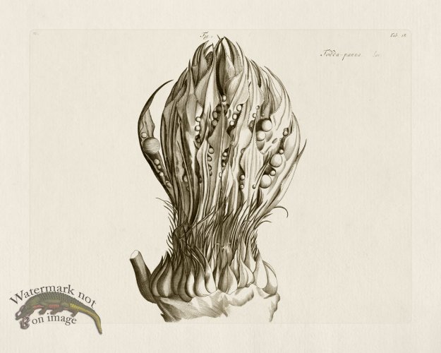 (image for) HORTUS VOl 03 18