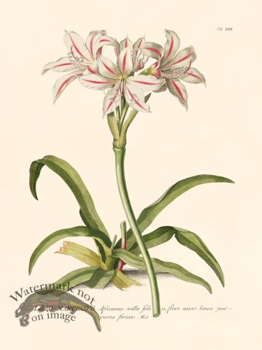 (image for) Trew Botanical 13