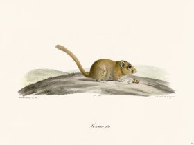 Cuvier 293 Muscardin