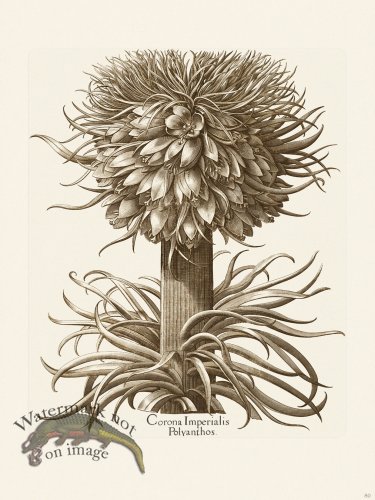 (image for) Besler 080 B1