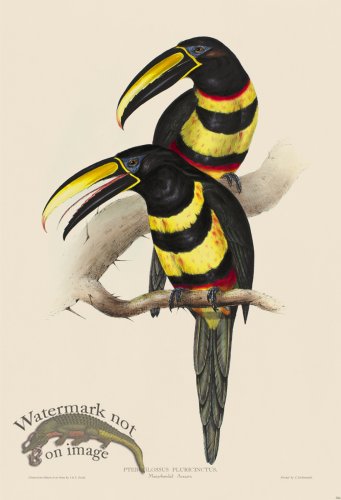 (image for) Many-banded Aracari