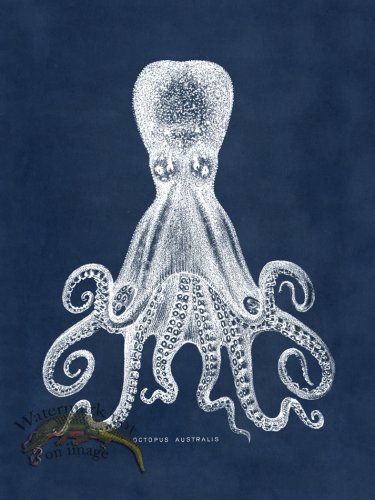 (image for) Octopus Blue 15