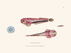 085 Diminutive Lump Sucker