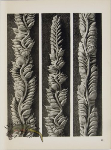 (image for) Blossfeldt T 095