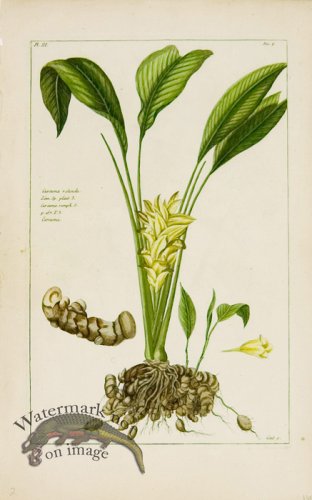 (image for) Buchoz Bot 04