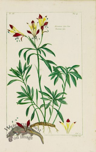 (image for) Buchoz Bot 05