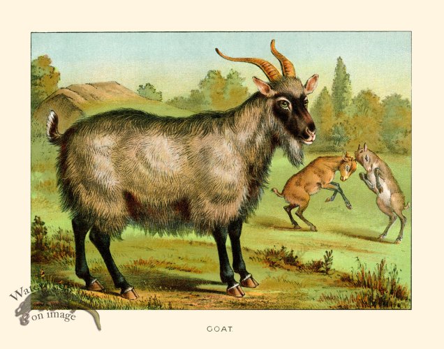 CP 01 Goat